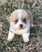 Rip, a male Pembroke Welsh Corgi for sale in Augusta, KS – Photo 1 of 6
