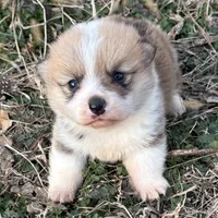 Rip, a male Pembroke Welsh Corgi for sale in Augusta, KS – Photo 2 of 6