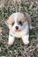 Rip, a male Pembroke Welsh Corgi for sale in Augusta, KS – Photo 2 of 6