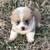 Rip, a male Pembroke Welsh Corgi for sale in Augusta, KS – Photo 4 of 6