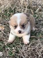 Rip, a male Pembroke Welsh Corgi for sale in Augusta, KS – Photo 4 of 6