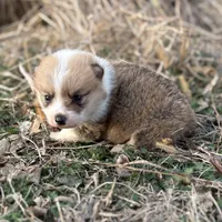 Rip, a male Pembroke Welsh Corgi for sale in Augusta, KS – Photo 6 of 6