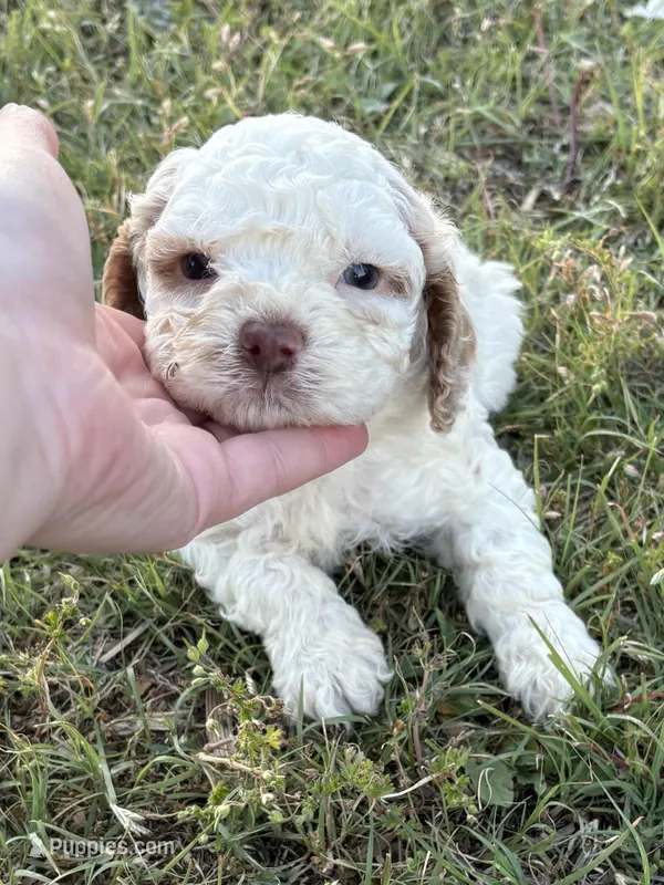 Trixie – Cockapoo puppy for sale in Augusta, KS