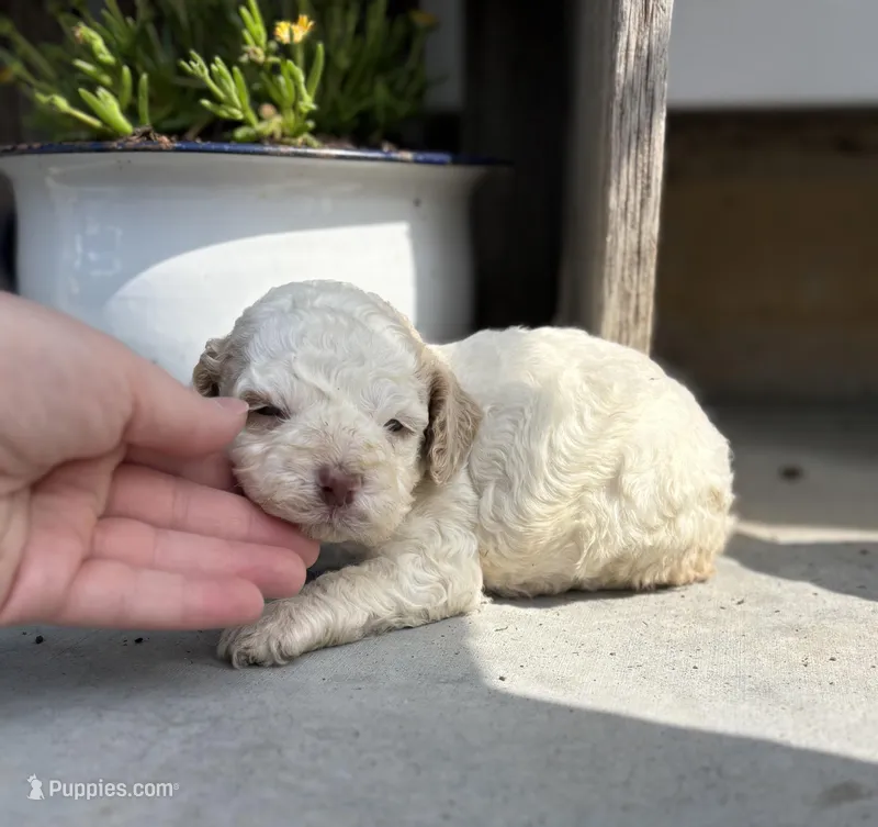 Trixie – Cockapoo puppy for sale in Augusta, KS