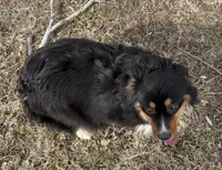 Beth, a female Miniature American Shepherd for sale in Augusta, KS – Photo 4 of 5