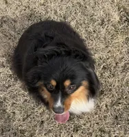 Beth, a female Miniature American Shepherd for sale in Augusta, KS – Photo 2 of 5