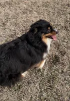 Beth, a female Miniature American Shepherd for sale in Augusta, KS – Photo 1 of 5