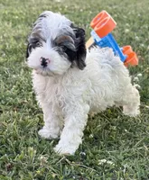 Jester , a male Cockapoo for sale in Augusta, KS – 2 of 9