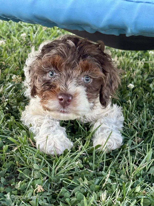 Jinx – Cockapoo puppy for sale in Augusta, KS