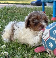 Jinx, a female Cockapoo for sale in Augusta, KS – 3 of 8