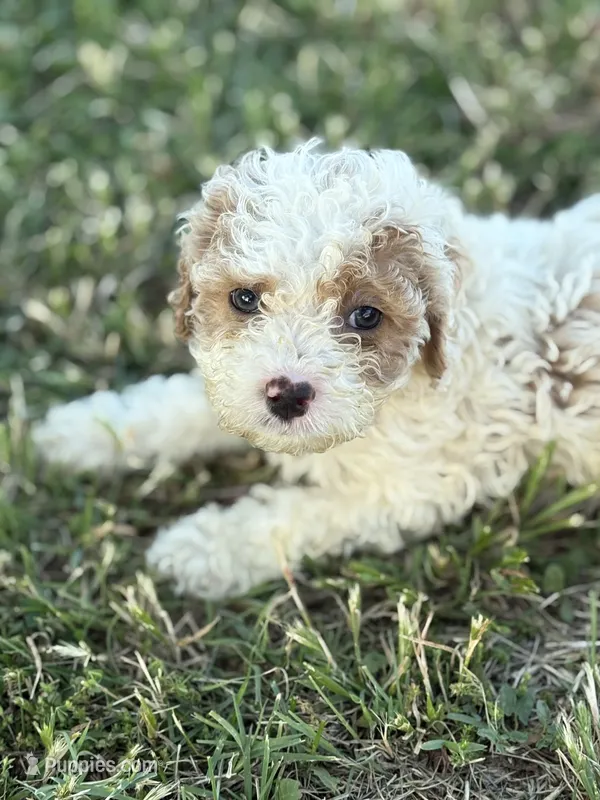 April – Cockapoo puppy for sale in Augusta, KS