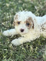 April, a female Cockapoo for sale in Augusta, KS – 1 of 10