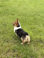 Queenie, a female Pembroke Welsh Corgi for sale in Augusta, KS – Photo 6 of 8