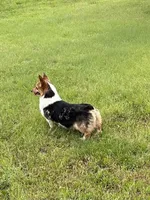 Queenie, a female Pembroke Welsh Corgi for sale in Augusta, KS – Photo 5 of 8