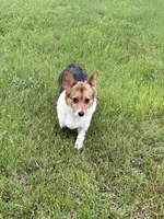 Queenie, a female Pembroke Welsh Corgi for sale in Augusta, KS – Photo 7 of 8