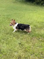 Queenie, a female Pembroke Welsh Corgi for sale in Augusta, KS – Photo 2 of 8