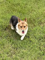 Queenie, a female Pembroke Welsh Corgi for sale in Augusta, KS – Photo 4 of 8