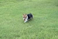Queenie, a female Pembroke Welsh Corgi for sale in Augusta, KS – Photo 3 of 8