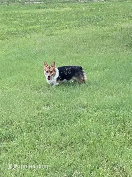 Queenie, a female Pembroke Welsh Corgi for sale in Augusta, KS – Photo 1 of 8