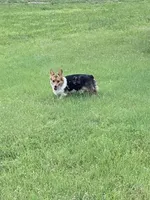 Queenie, a female Pembroke Welsh Corgi for sale in Augusta, KS – Photo 1 of 8