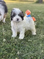 Jester , a male Cockapoo for sale in Augusta, KS – 4 of 9