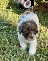 Jinx, a female Cockapoo for sale in Augusta, KS – 4 of 8
