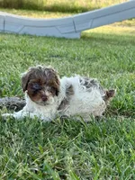 Jinx, a female Cockapoo for sale in Augusta, KS – 5 of 8