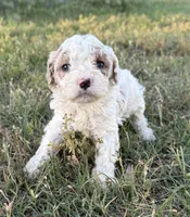 April, a female Cockapoo for sale in Augusta, KS – 7 of 10