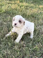 April, a female Cockapoo for sale in Augusta, KS – 10 of 10