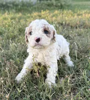 April, a female Cockapoo for sale in Augusta, KS – 8 of 10