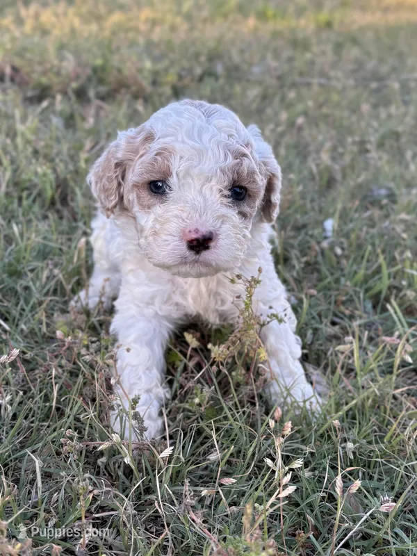 April – Cockapoo puppy for sale in Augusta, KS