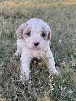 April, a female Cockapoo for sale in Augusta, KS – 5 of 10
