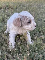 April, a female Cockapoo for sale in Augusta, KS – 6 of 10