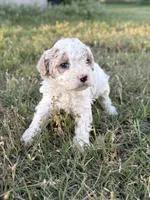 April, a female Cockapoo for sale in Augusta, KS – 9 of 10