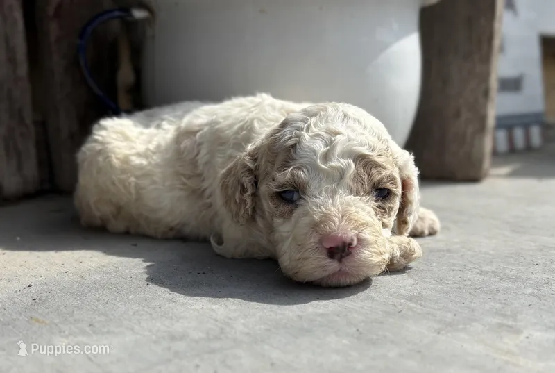 April – Cockapoo puppy for sale in Augusta, KS