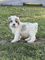 April, a female Cockapoo for sale in Augusta, KS – 4 of 10