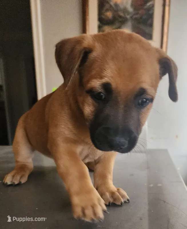 Yuri – Belgian Malinois puppy for sale in Lynwood, CA