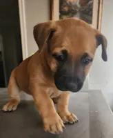 Yuri, a female Belgian Malinois for sale in Lynwood, CA – 1 of 9
