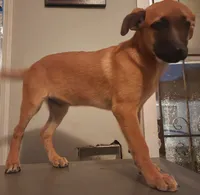 Yuri, a female Belgian Malinois for sale in Lynwood, CA – 2 of 9