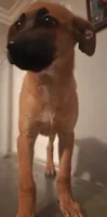Yuri, a female Belgian Malinois for sale in Lynwood, CA – 6 of 9