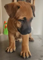 Yuri, a female Belgian Malinois for sale in Lynwood, CA – 4 of 9