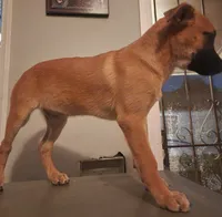Yuri, a female Belgian Malinois for sale in Lynwood, CA – 5 of 9