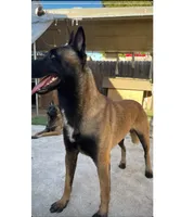 Yuri, a female Belgian Malinois for sale in Lynwood, CA – 8 of 9