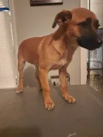 Yuri, a female Belgian Malinois for sale in Lynwood, CA – 9 of 9