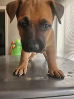 Yuri, a female Belgian Malinois for sale in Lynwood, CA – 3 of 9