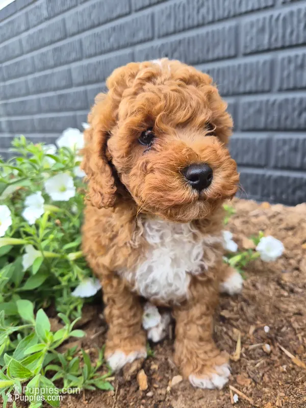 AKC  Oliver – Poodle - Miniature  puppy for sale in Middlebury, IN