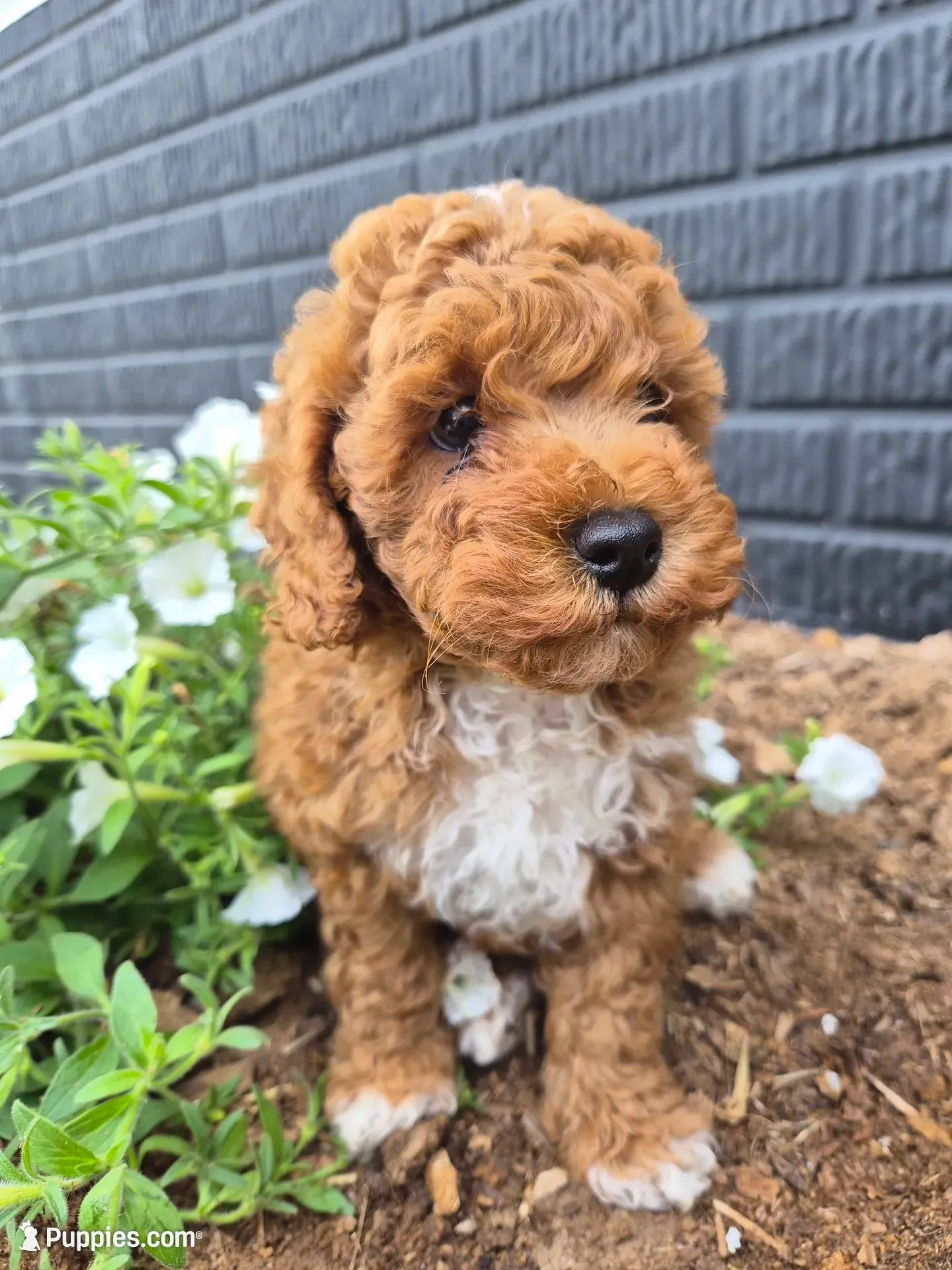 AKC  Oliver, a male Poodle - Miniature  for sale in Middlebury, IN – 6 of 10
