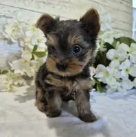 AKC Chippy, a male Yorkshire Terrier for sale in Middlebury, IN – 9 of 10