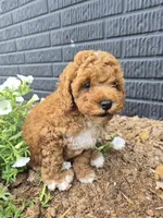 AKC  Oliver, a male Poodle - Miniature  for sale in Middlebury, IN – 10 of 10