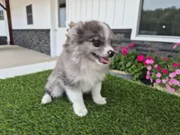 AKC  Chip, a male Pomeranian for sale in Middlebury, IN – 8 of 10